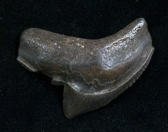 Huge Fossil Tiger Shark Tooth From Georgia - #7648
